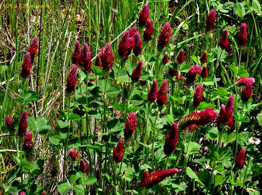 {Trifolium incarnatum}